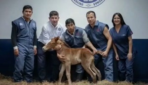 Avance histórico en Perú: nace el primer caballo peruano de paso clonado