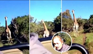 Momento de pánico: jirafa desata el caos tras perseguir a turistas en safari