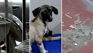 Refugio de perros en Trujillo es atacado por extorsionadores