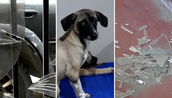 Trujillo: extorsionadores detonan explosivo en albergue de perros