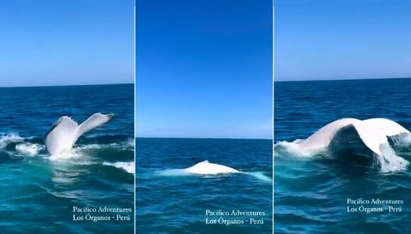 Piura: Ballena jorobada totalmente blanca es vista por primera vez en Perú