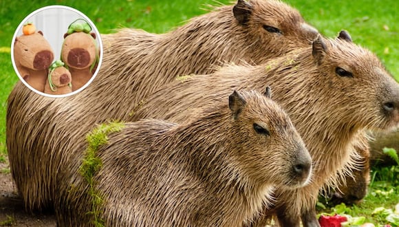 Capibaras: los nuevos "influencers" del reino animal