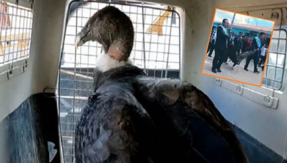 TROME | Cóndor andino fue arrastrado durante desfile de Fiestas Patrias en Apurímac (TV Perú)