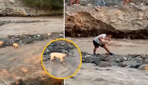 Ica: joven héroe salva a un perrito atrapado en un río caudaloso