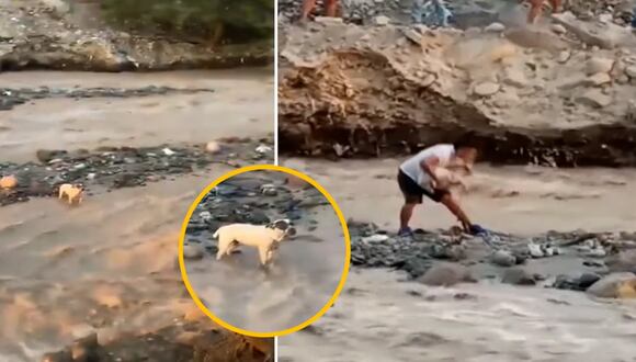 Ica: joven arriesga su vida para rescatar a perrito atrapado en río caudaloso
