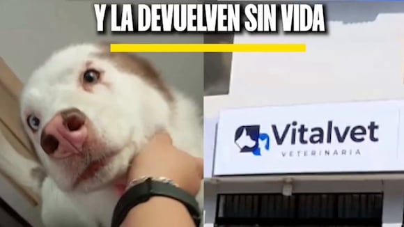 TROME | Dejan a perrita en veterinaria y se las devuelven muerta (TikTok)