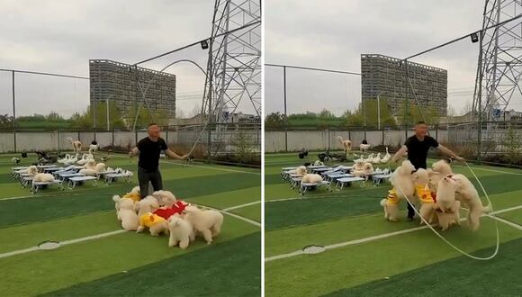Viral: Perritos sorprenden al saltar sincronizadamente la soga