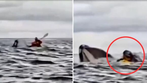 Chile: ballena jorobada traga y luego escupe a joven que navegaba en kayak