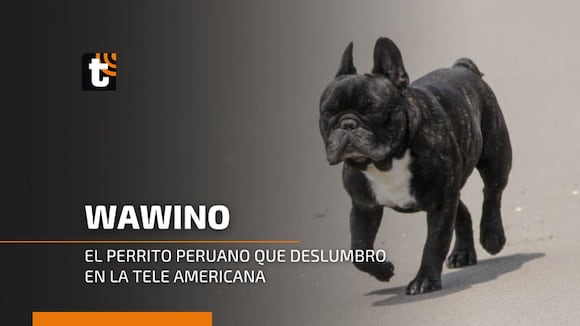 Trome - Wawino, el perrito peruano que deslumbro en la tele americana