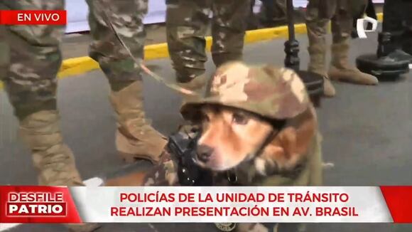 Trome|Reportero es mordido por un perrito policía