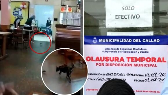Callao: roedor asusta a clientes cuando comían en restaurante