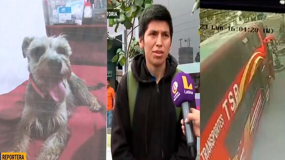 Empresa de transportes pierde a perrita en traslado, ofrecen a los dueños otra mascota y 200 soles