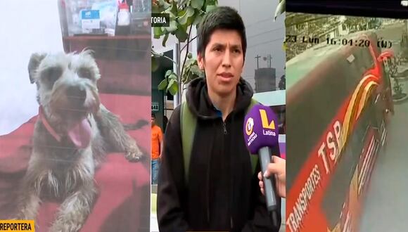 Empresa de transportes pierde a perrita en traslado, ofrecen a los dueños otra mascota y 200 soles