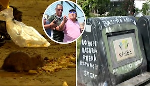 Contenedores soterrados en el Rímac serán anulados por invasión de ratas