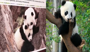 Parejas de pandas gigantes iniciaron su viaje desde China a España | VIDEO