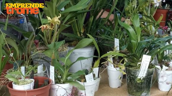 Orquidias Amazónicas