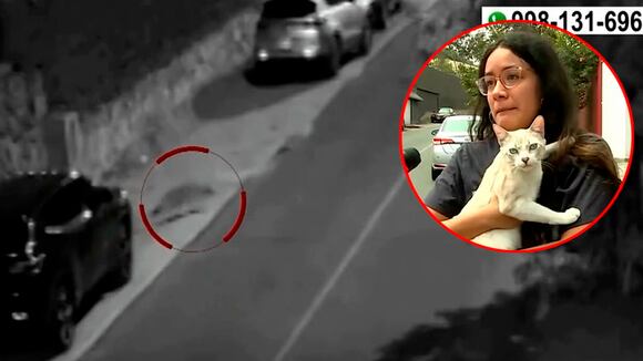 La Molina: Vecinos viven aterrados por zorros que atacan a sus mascotas