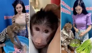 ¡Un genio peludo! Babuino del Parque Hengshui sorprende con su astucia