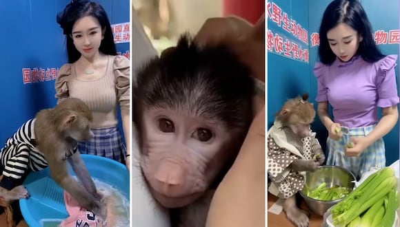 Babuino viral en China