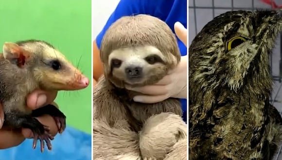 San Martín: rescatan a animales salvajes de incendio forestal