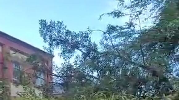 Trome | Colombia: árbol aplasta mujer (Twitter)