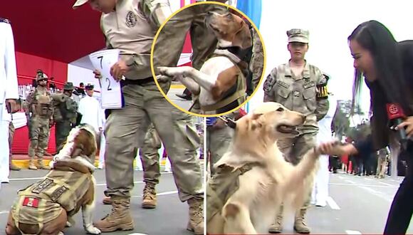 Unidad canina de la Marina de Guerra del Perú