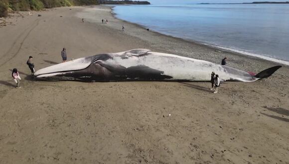 Chile: Encuentran inmensa ballena azul varada en una playa