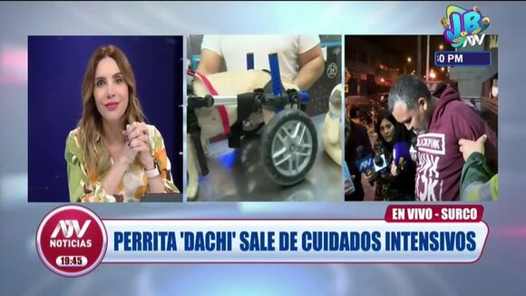 TROME | Dachi se recupera y usará silla de ruedas (ATV Al estilo Juliana)
