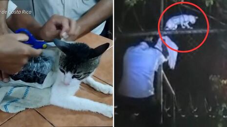 Atrapan a un gato que era usado para ingresar droga a una cárcel de Costa Rica