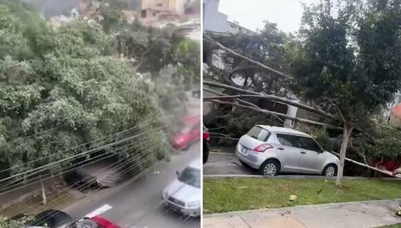La Molina: vecinos reportan caída de árboles debido a fuertes vientos