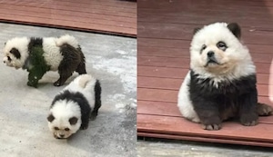 Zoológico chino hace pasar perros Chow Chow por “nueva especie” de pandas