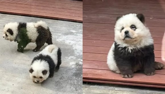 "Nueva especie": Zoológico chino pinta perros Chow Chow para hacerlos pasar por pandas