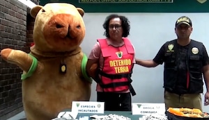 “Capibara del amor” captura a presunto vendedor de drogas en Lurín