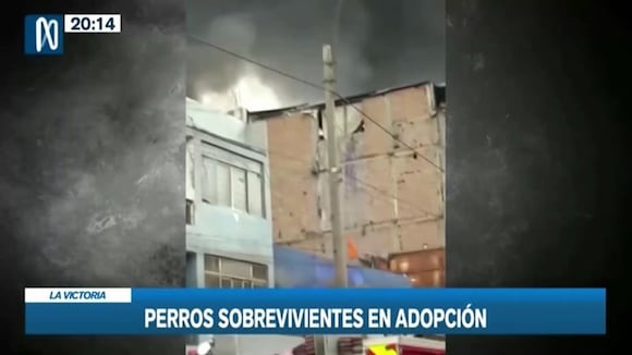 Perritos En Adopción