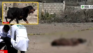 Tacna: hombre muere tras ser atacado por cuatro perros en su trabajo