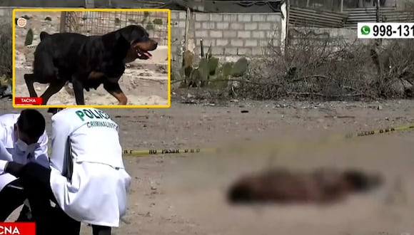 Tacna: guardián muere tras ser atacado por cuatro perros en su centro de labores