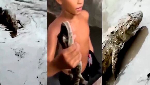 Brasil: Caimanes aparecen en las calles tras fuertes lluvias