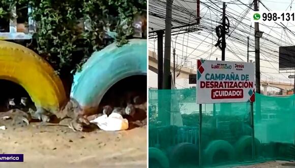 Ratas invaden calles y jardines de San Juan de Lurigancho