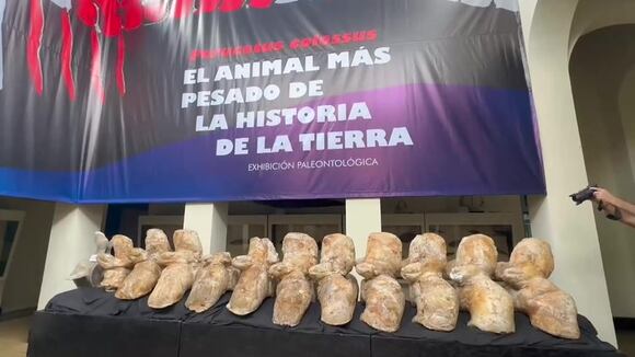 'Ancestro' peruano de la ballena azul podría ser el animal más pesado de la historia