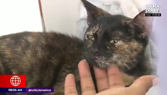 Ventanilla: Hombre fue denunciado por ahorcar a gatita