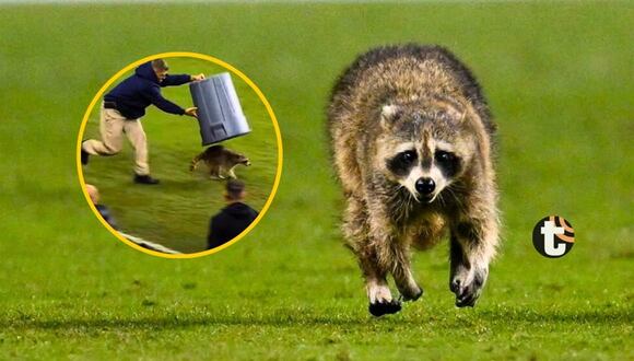 Mapache invade campo de juego y necesitó tres hombres para sacarlo en partido de MLS