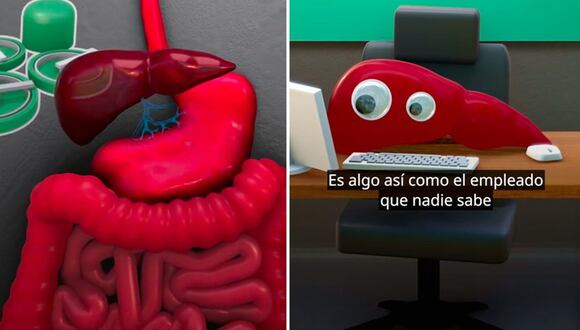 El hígado: sus funciones y bondades