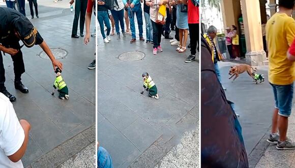 Viral: Perrita policía llama la atención por las calles del Centro de Lima