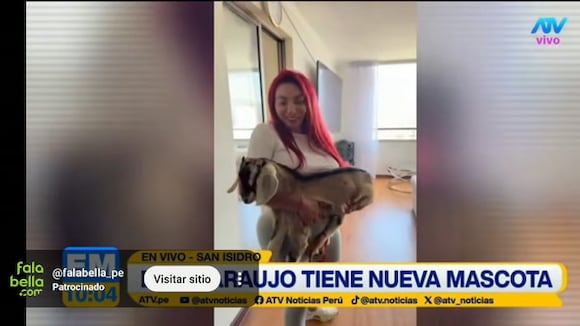 TROME - ¡Deysi Araujo tiene nueva mascota! Adopta cabrita y la cría junto a sus cuyes en ‘depa’ de San Isidro
