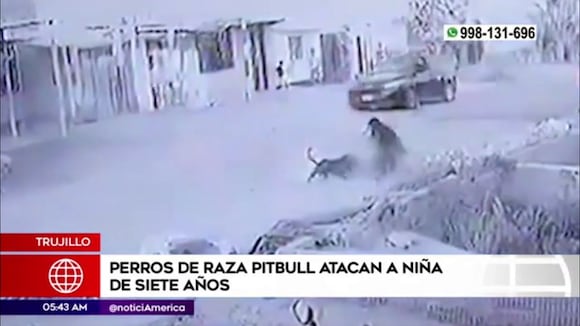 Trujillo Perros de raza pitbull atacaron a niña de 7 años