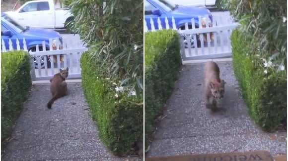 El puma se metió al patio de un vecino y estuvo mirando a unos niños. (Video: Timothy Kerrisk III)