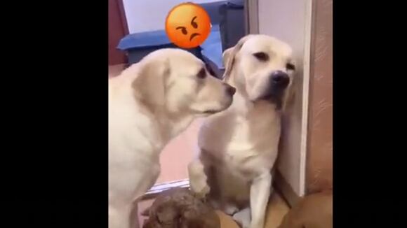 Perro chivato es viral en redes sociales tras delatar a su amigo frente a su amo (18/10/2020)