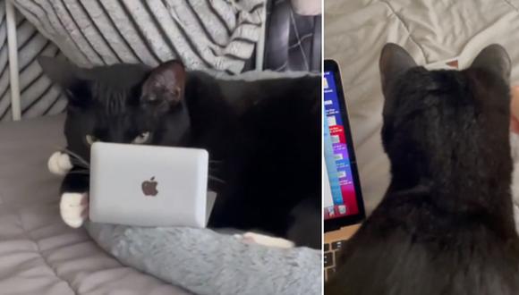 Una joven ha llamado la atención con el singular truco que aplica para que sus gatos se mantengan alejados de ella cuando usa su laptop. (Foto: @winifredandyara / TikTok)
