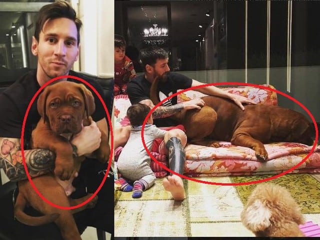 Lionel Messi y su enorme perro sorprendieron al mundo
