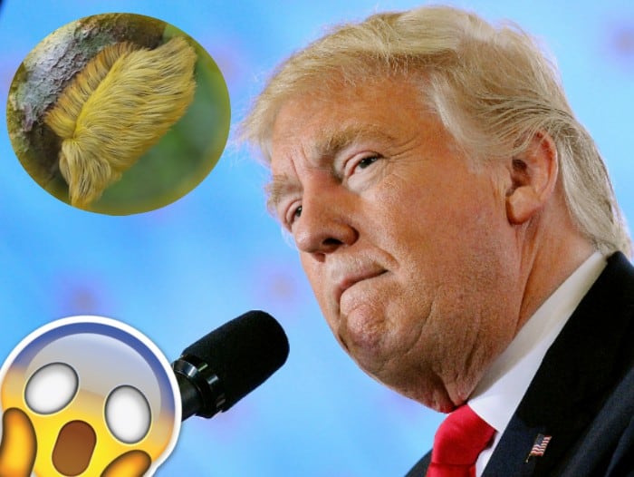 Donald Trump y la oruga que es muy similar a su pelo.